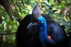  4 Burung Paling Berbahaya di Dunia