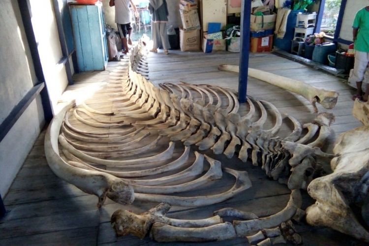 Rangka hewan raksasa yang ditemukan warga Tambelan. Belum diketahui hewan jenis apa, yang jelas rangka ini ditemukan di pingir pantai pulau Betundak