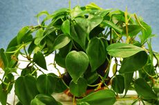 5 Permasalahan Umum pada Tanaman Philodendron dan Solusinya