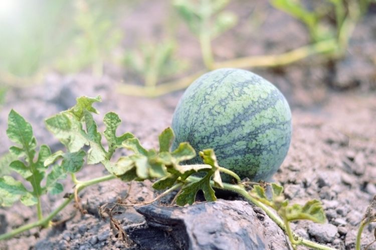 Ilustrasi tanaman semangka terserang penyakit