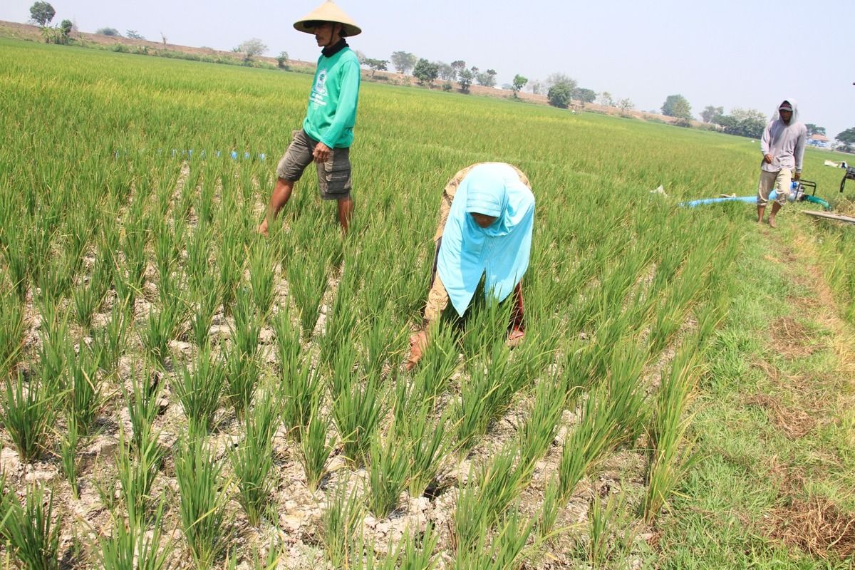 Kondisi lahan tanaman padi di Desa Bugasur Kedaleman, Kecamatan Gudo, Kabupaten Jombang, Jawa Timur, Minggu (8/10/2023).
