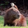 Mengenal Kapibara, Hewan Pengerat yang Disebut Paling 