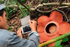 Bengkulu Anggarkan Rp 250 Juta demi Bunga Rafflesia