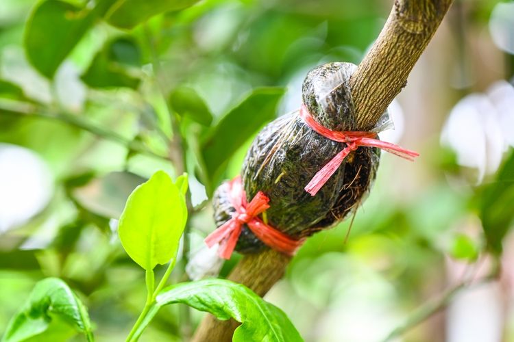 Ilustrasi cangkok, mencangkok tanaman. 