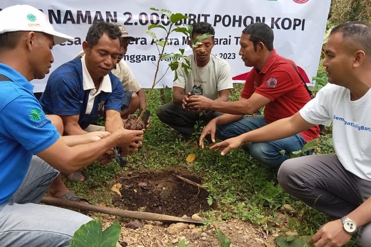 Penanaman 2000 bibit pohon kopi di kawasan Agrowisata Colol, Desa Colol, Kecamatan Lambaleda Timur, Manggarai Timur, NTT, Rabu, (23/8/2023).