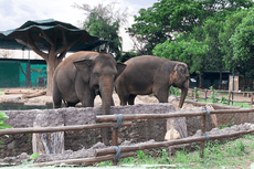 7 Aktivitas Wisata di Safari Beach Jateng, Bisa Lihat Atraksi Satwa