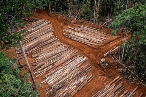 Contoh Sikap Tidak Bijaksana terhadap Tumbuhan