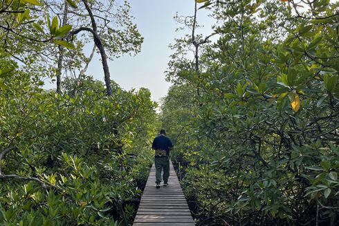 5 Tips Berkunjung ke Hutan Mangrove Mentawir di IKN, Pilih Waktu Berkunjung