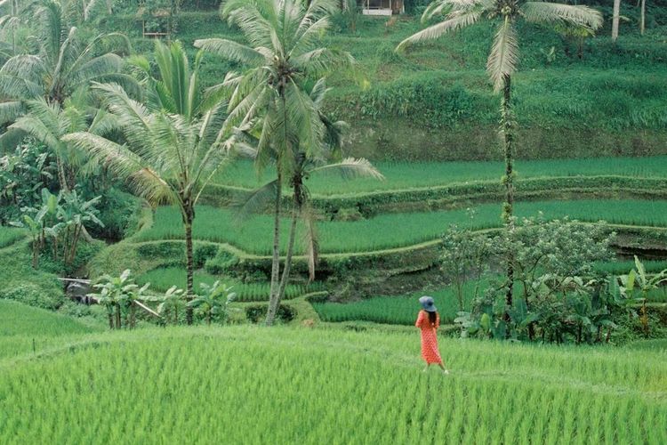 Ilustrasi Ubud, Bali, yang masuk Top Cities in the World 2025 versi Travel and Leisure.
