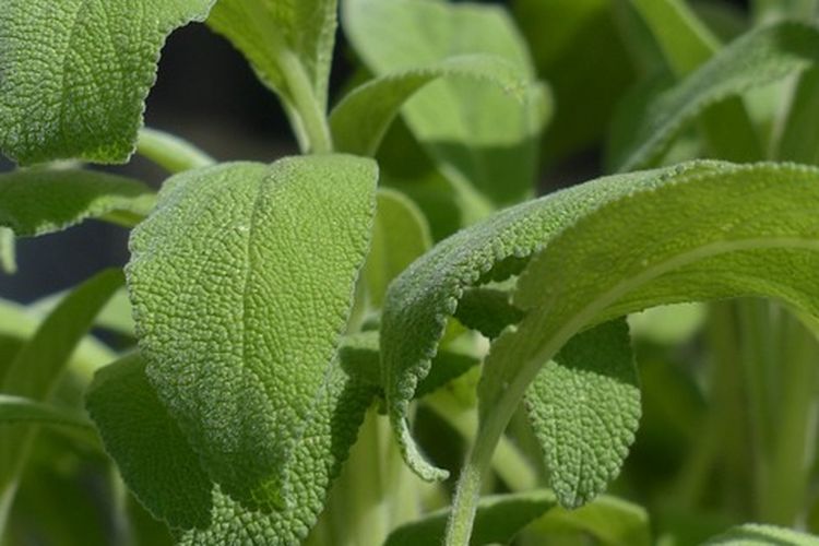 Ilustrasi tanaman sage