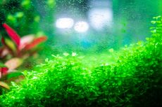 5 Penyebab Munculnya Alga di Akuarium dan Cara Mengatasinya