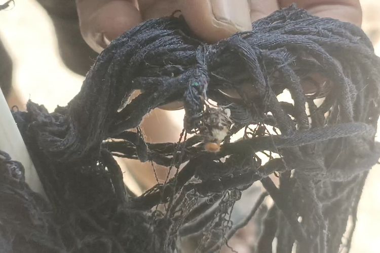 Sejumlah petugas Pemadam Kebakaran tengah menyiram cairan pembasmi ulat, usai Mako Diadamkar dan Penyelamatan, Kabupaten Bandung diserang ulat selama sepekan, Rabu (3/6/2025)