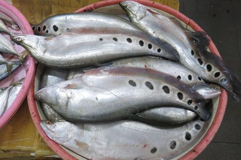 Ikan Belida Muncul Kembali di Jawa Setelah Dinyatakan Punah, Begini Penjelasan BRIN