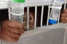 Akhirnya, Orangutan Kaka Dipulangkan ke Sumatera Utara dari Bogor