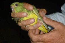 Para Pakar Australia Temukan Burung Nuri yang Pernah Dianggap Punah
