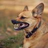 Bocah 4 Tahun di Sikka Meninggal Diduga Akibat Gigitan Anjing Rabies, Sempat Dua Kali Diberi Vaksin