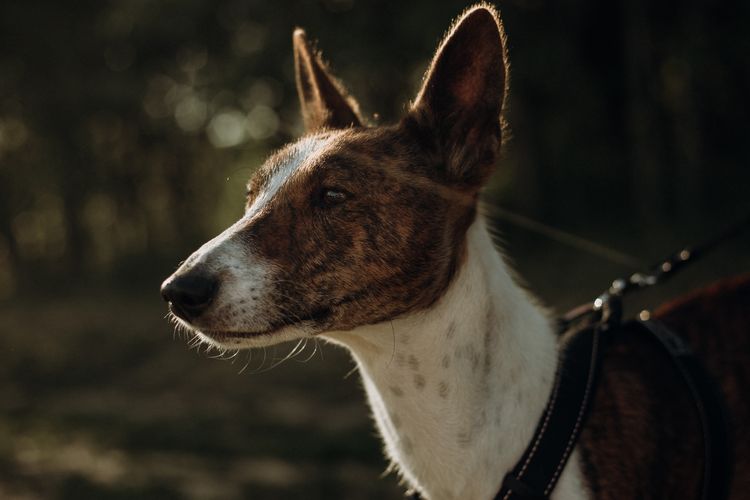 Anjing ras basenji disebut sebagai anjing ras tertua yang sudah ada di masa kejayaan Mesir Kuno.
