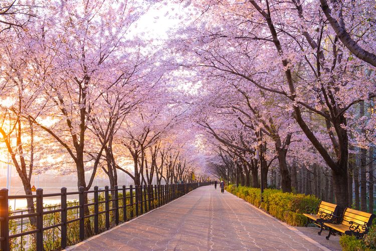 Beautiful cherry blossoms in spring season at Seoul, South Korea.