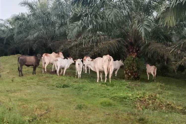 Sapi ternak warga berkeliaran di salah kompleks perkebunan sawit di Kabupaten Simalungun, Provinsi Sumut, Kamis (16/6/2022).