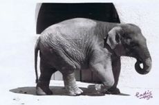 43 Tahun Hidup Sendiri di Kebun Binatang, Gajah Tersedih di Dunia Ini Mati