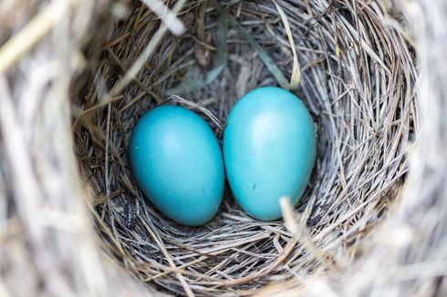 Catat Cara Membuat Telur Asin Berikut Ini, Peluang Jualan yang Menghasilkan Cuan