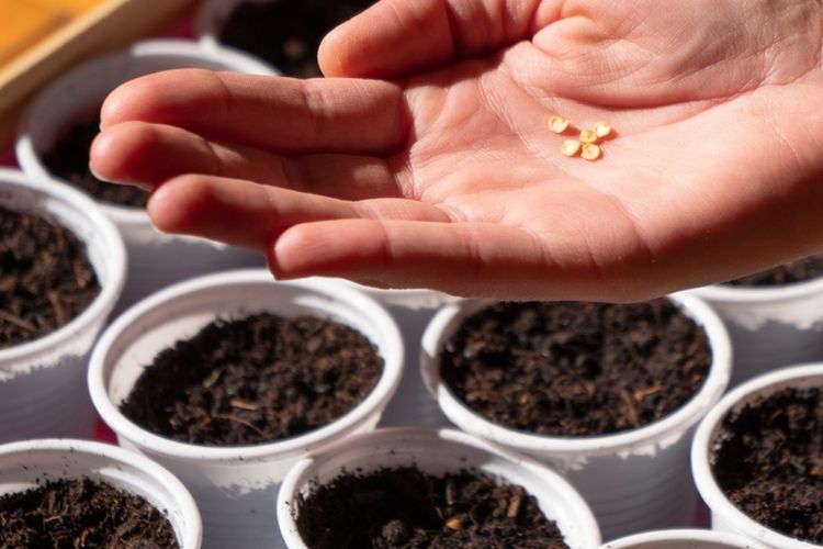 Ilustrasi menanam bibit, menanam benih cabai.