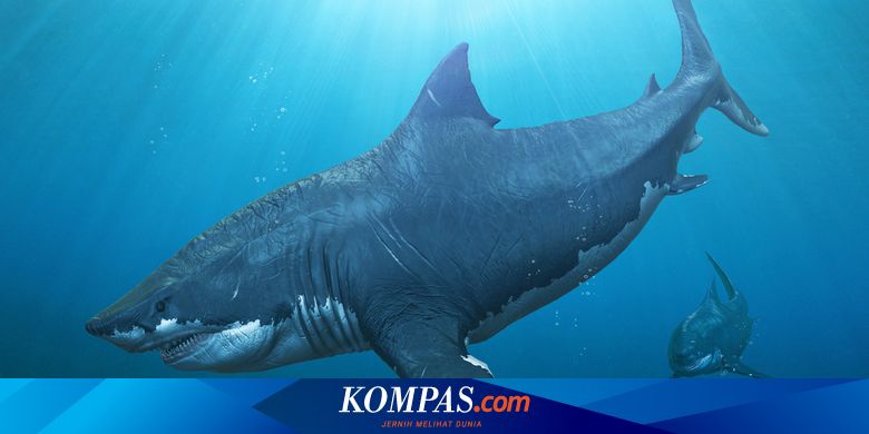 Apakah Megalodon Masih Hidup sampai Sekarang? - TrendRadars Indonesia