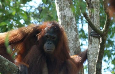 Kisah Pilu Pony, Orangutan yang Dijadikan Pelacur di Kalimantan ...