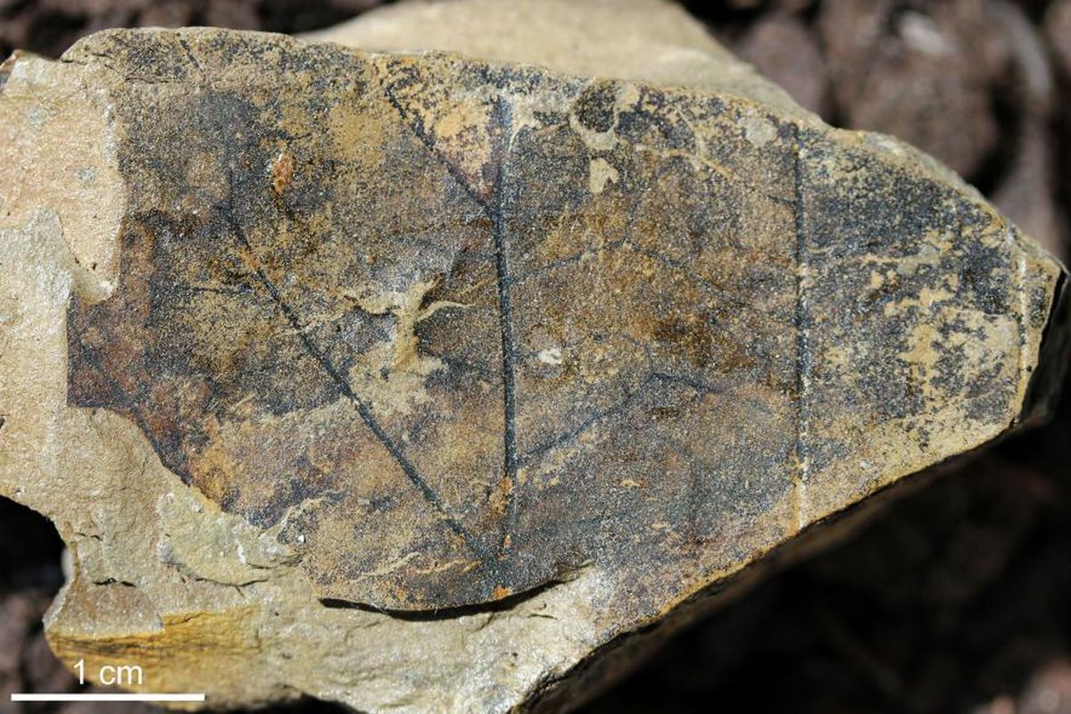 Potongan daun raksasa dari Ferron Sandstone Member di Utah.