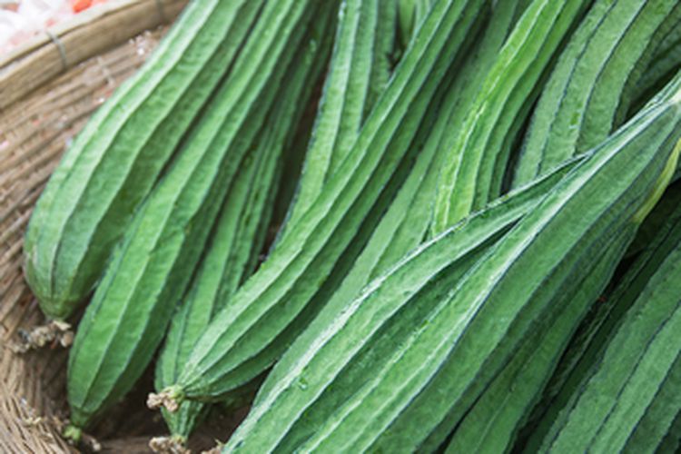 Sayuran gambas atau oyong