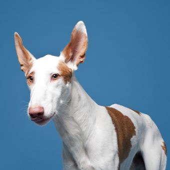 Ilustrasi anjing Ibizan hound. 