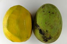 3 Beda Mangga dan Kuweni, dari Bentuk hingga Aroma