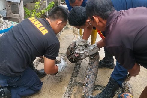 Ular Piton Sepanjang 5 Meter Bersembunyi di Kandang Ayam Warga di Sumbawa, Dievakuasi Damkar