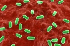 Dinkes Temukan Bakteri E-Coli di 34 Jajanan Sekolah di Depok