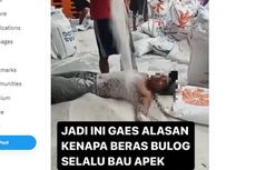 Kronologi Pria Tanpa Baju Guling-guling di Tumpukan Beras Bulog