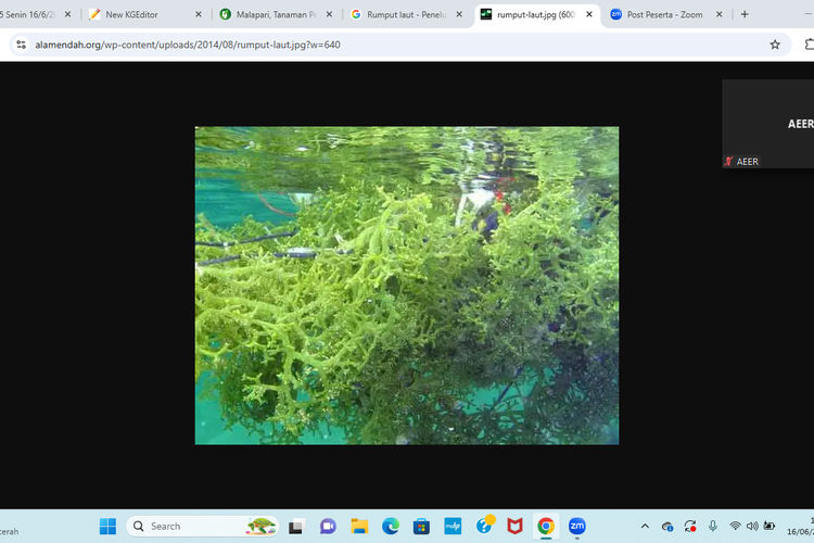 Ilustrasi Rumput Laut