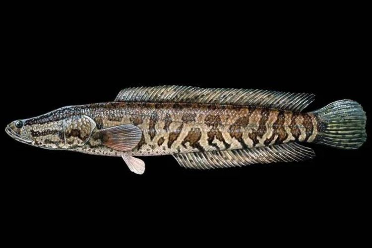 Warga AS Tangkap "Channa Argus" Ikan Berkepala Ular, Hewan Apa Itu?