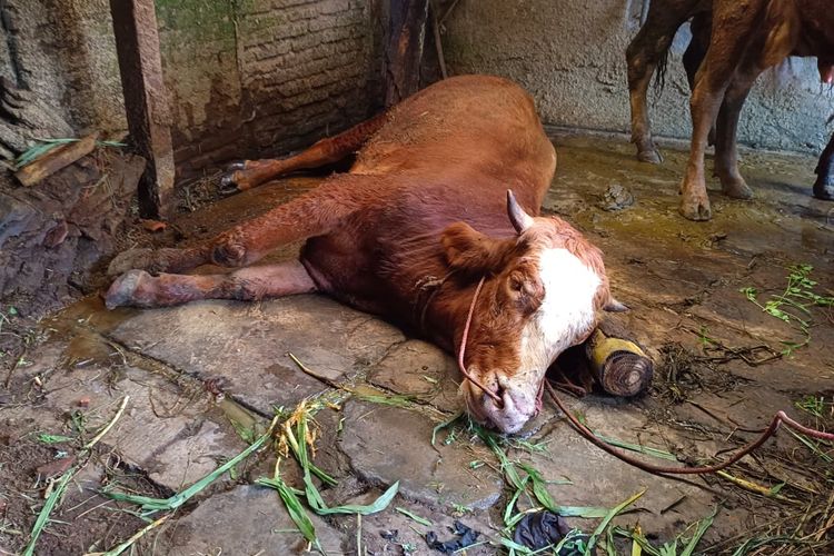 Sapi milik warga yang mati akibat PMK, Rabu (18/5/2022)