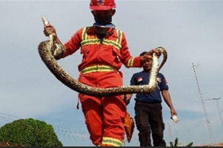 Petugas berhasil menangkap ular piton yang bergelantungan di langit-langit atap rumah warga, di Kelurahan Sendangharjo, Kecamatan Tuban, Senin (27/4/2020).