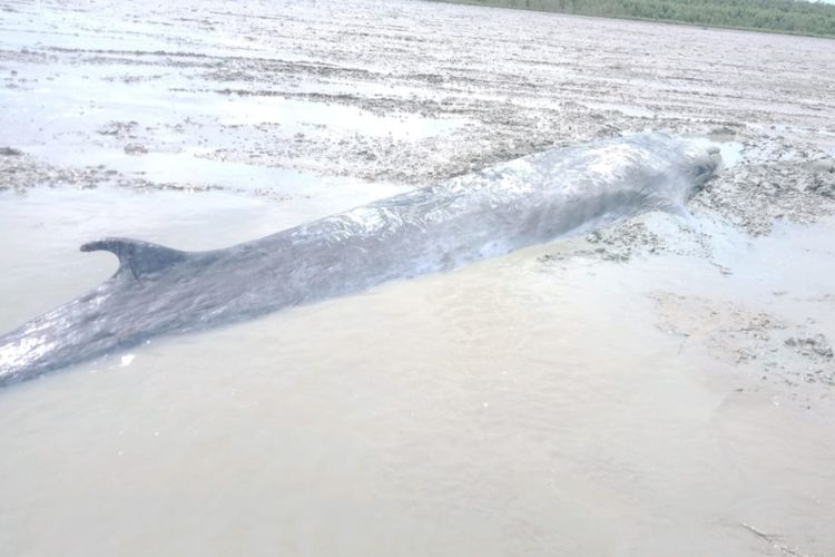Penampakan ikan paus berukuran besar yang terdampar di Sungai Kong, Ogan Komering Ilir, Sumatera Selatan, Minggu (25/1/2031).