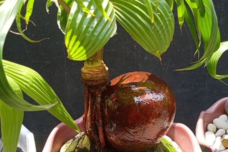 Ilustrasi tanaman bonsai kelapa