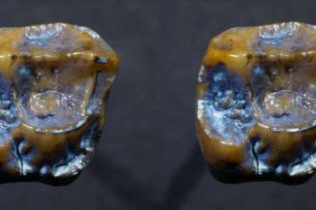 Peneliti menemukan dua gigi fosil
