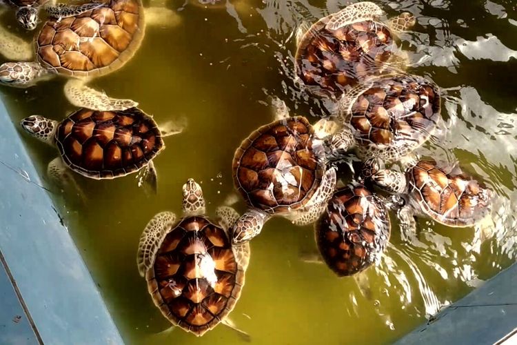 Mbah Peno memberi makan puluhan penyu jenis penyu sisik dan penyu hijau di kolam penangkaran penyu di kawasan wisata Pantai Serang, Kabupaten Blitar, Minggu (23/5/2021)