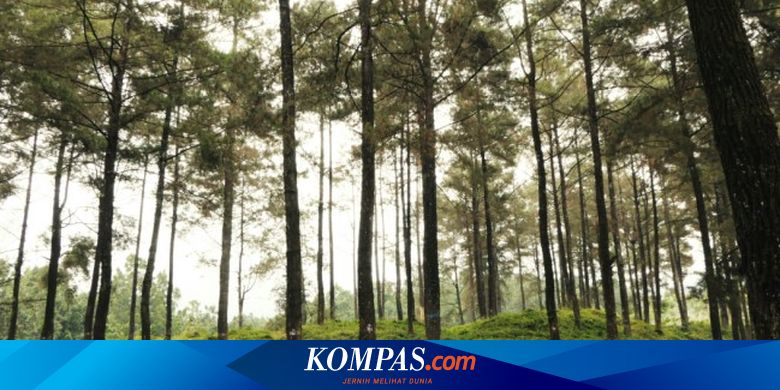 Tanggal 5 Juni 2024 Memperingati Hari Apa?