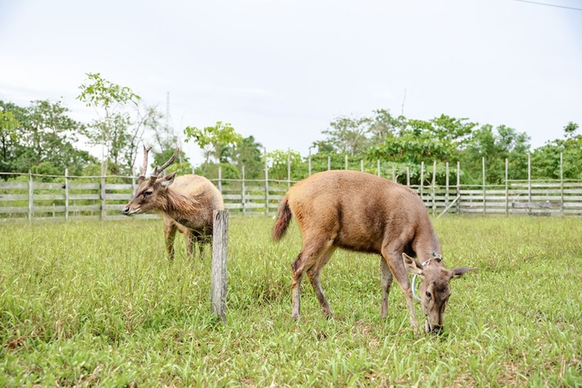 Rusa sambar yang ada di penangkaran milik PT MHU.