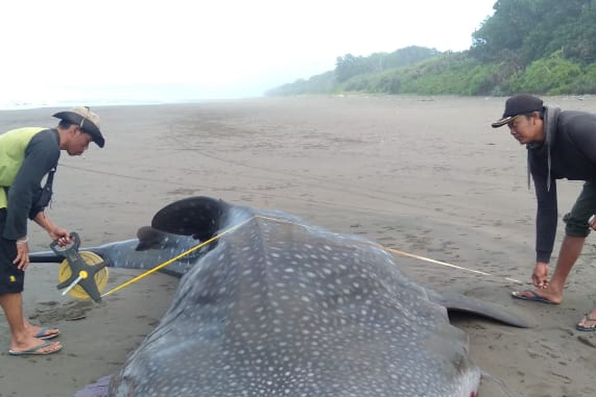 Petugas saat mengukur Hiu Tutul yang mati terdampar di Alas Purwo Banyuwangi 