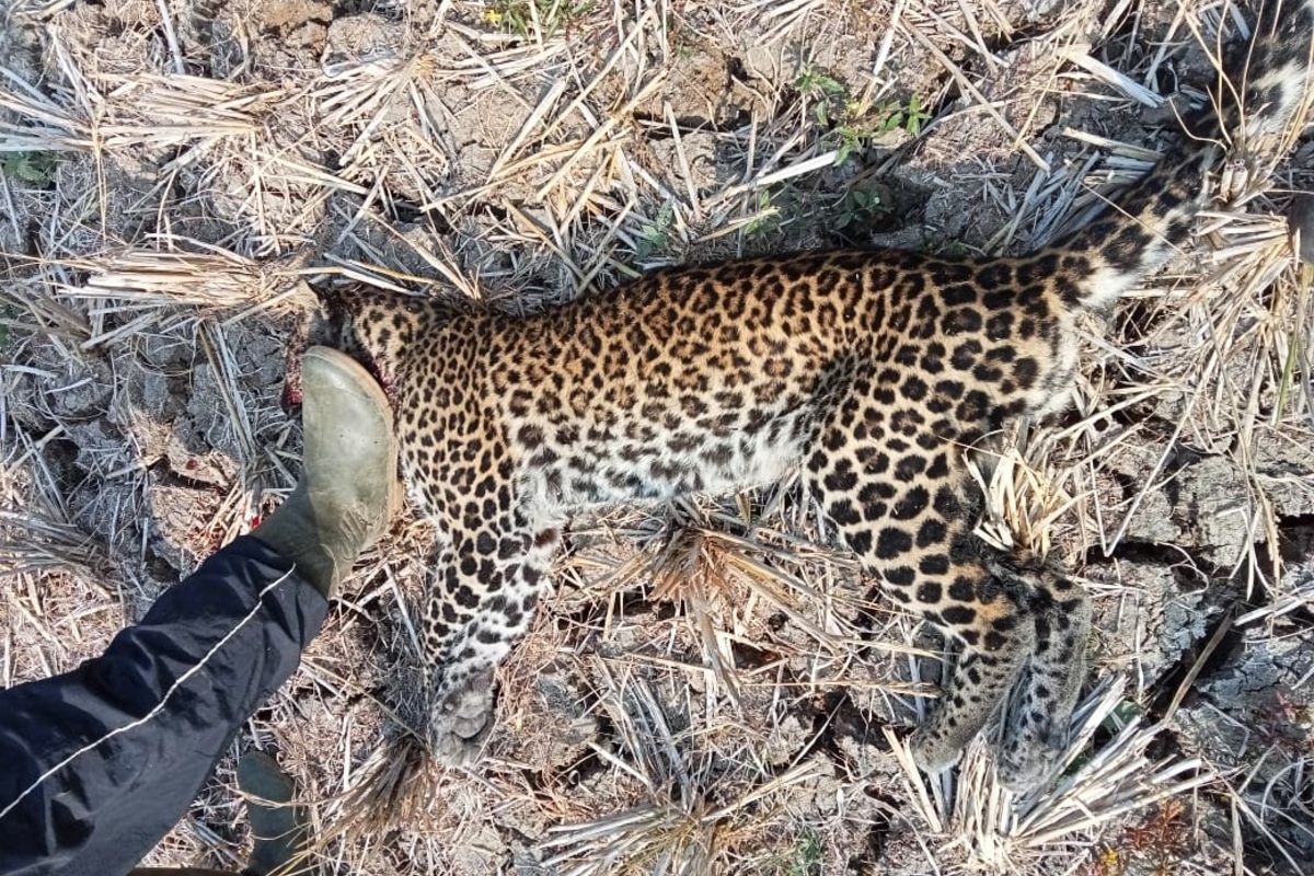 Seekor macan tutul jawa (Panthera pardus melas) mati ditangan pencari lebah madu di Kampung Cikondang, Desa Pasir Baru, Kecamatan Cisolok, Sukabumi, Jawa Barat, Rabu (6/9/2023).