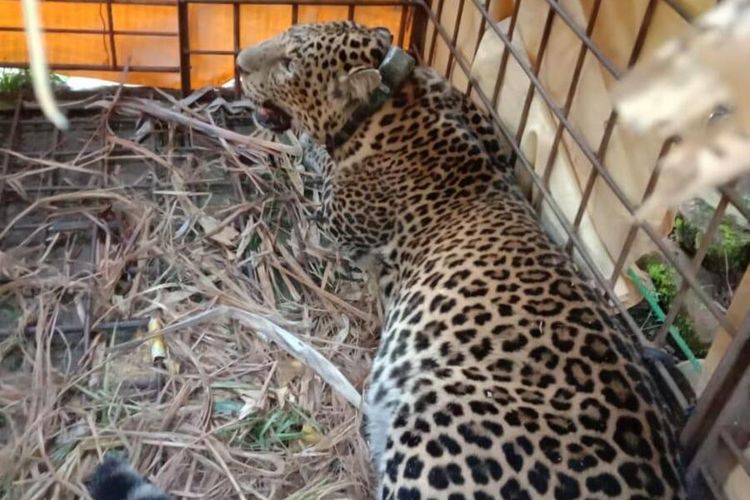 Macan tutul masuk perangkap yang dipasang warga di Dusun Cikupa, Kecamatan Lumbung, Kabupaten Ciamis, Kamis (25/6/2020).