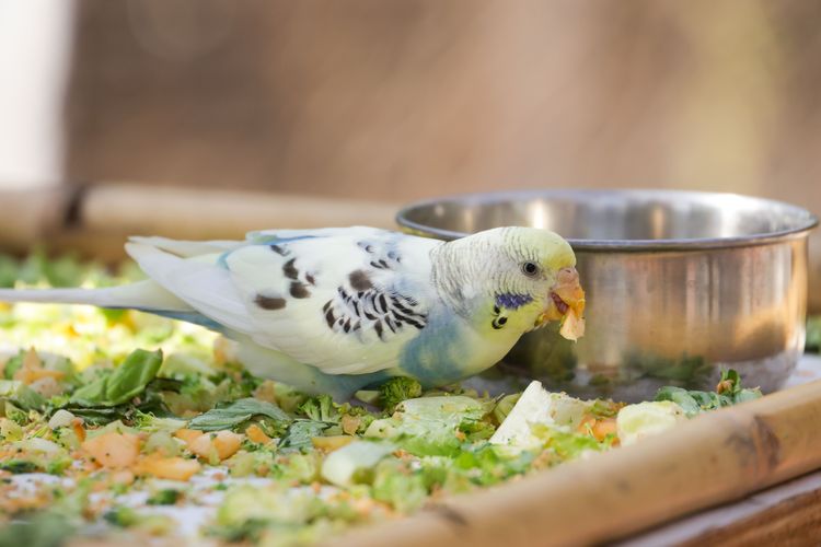 5 Jenis Burung Peliharaan, Kenali Karakter dan Perawatannya