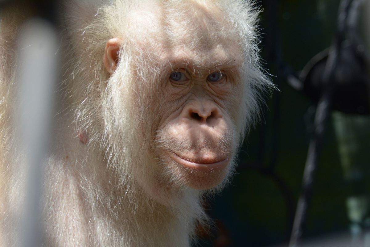 Alba, orangutan albino paling langka di dunia saat ini ditangkarkan di Kalimantan Tengah akan segera pindah ke pulau buatan pertengahan tahun 2018.